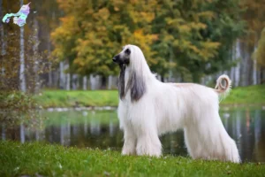 Read more about the article Afghan greyhound opdrætter og hvalpe i Nordjylland