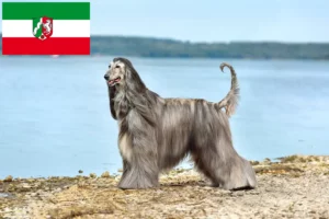 Read more about the article Afghan Hound opdrættere og hvalpe i Nordrhein-Westfalen