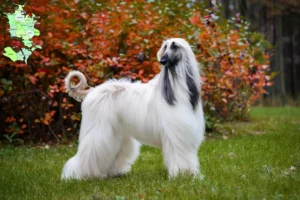 Read more about the article Afghan greyhound opdrætter og hvalpe i Sjælland