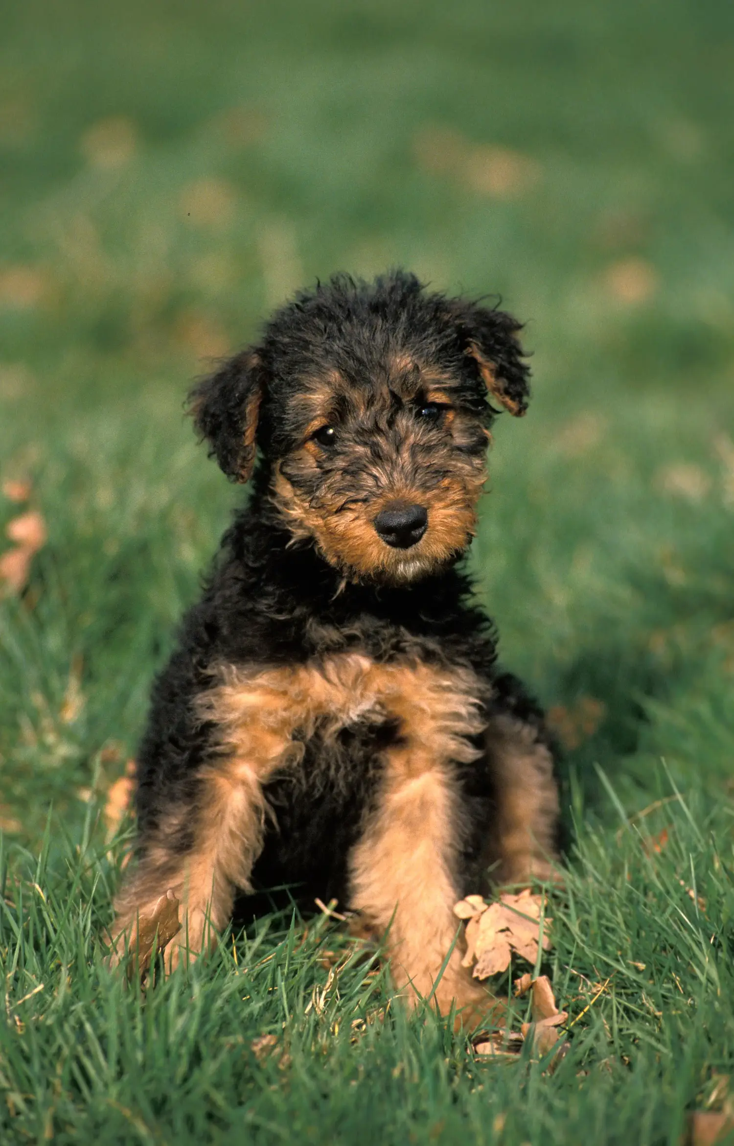 At købe en Airedale Terrier-hvalp betyder at tage ansvar! Køb Airedale Terrier hvalpe.