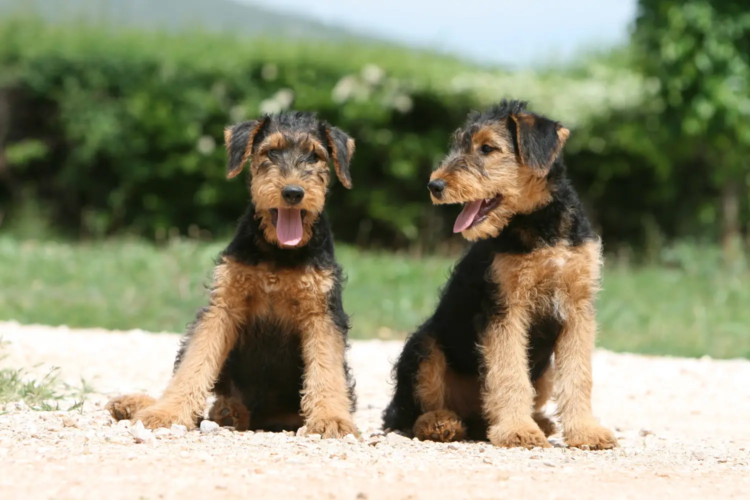 At købe en Airedale Terrier-hvalp betyder at tage ansvar! Køb Airedale Terrier hvalpe.