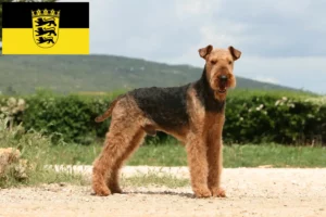Read more about the article Airedale Terrier opdrættere og hvalpe i Baden-Württemberg