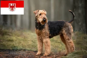Read more about the article Airedale Terrier opdrættere og hvalpe i Brandenburg