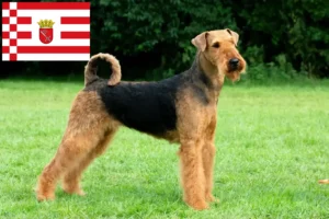 Read more about the article Airedale Terrier opdrættere og hvalpe i Bremen