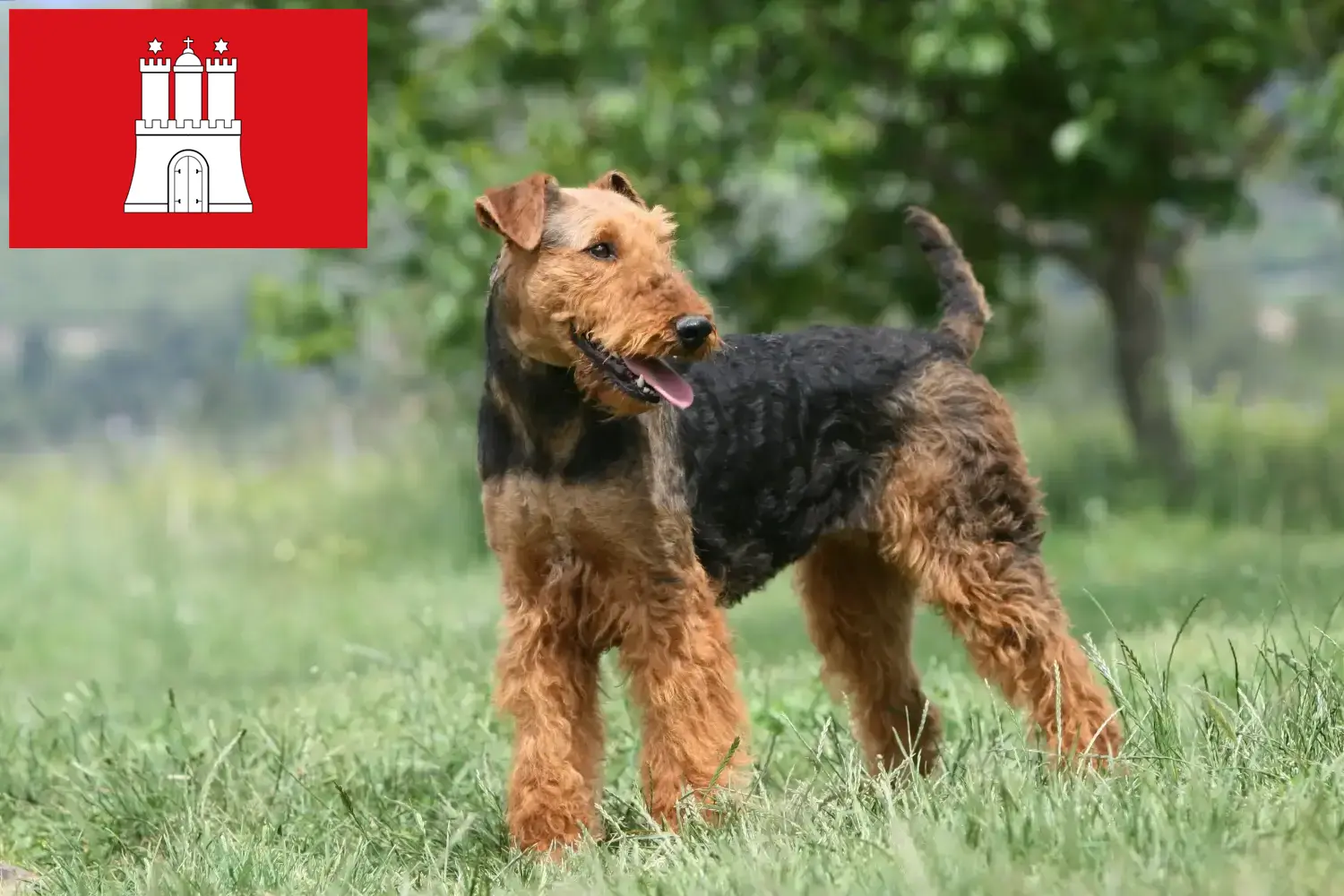 Read more about the article Airedale Terrier opdrættere og hvalpe i Hamborg