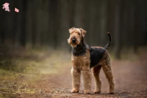 Read more about the article Airedale Terrier opdrættere og hvalpe i Hovedstaden