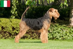 Read more about the article Airedale Terrier opdrættere og hvalpe i Italien