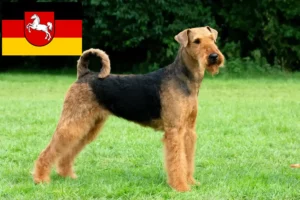 Read more about the article Airedale Terrier opdrættere og hvalpe i Niedersachsen