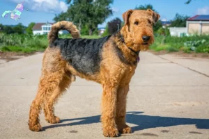 Read more about the article Airedale Terrier opdrættere og hvalpe i Nordjylland