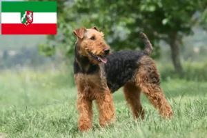 Read more about the article Airedale Terrier opdrættere og hvalpe i Nordrhein-Westfalen