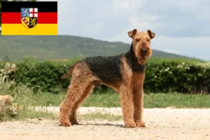Read more about the article Airedale Terrier opdrættere og hvalpe i Saarland