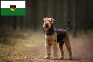 Read more about the article Airedale Terrier opdrættere og hvalpe i Sachsen