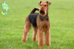 Read more about the article Airedale Terrier opdrættere og hvalpe på Sjælland