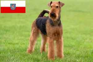 Read more about the article Airedale Terrier opdrættere og hvalpe i Thüringen