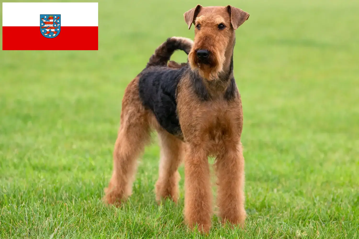 Read more about the article Airedale Terrier opdrættere og hvalpe i Thüringen