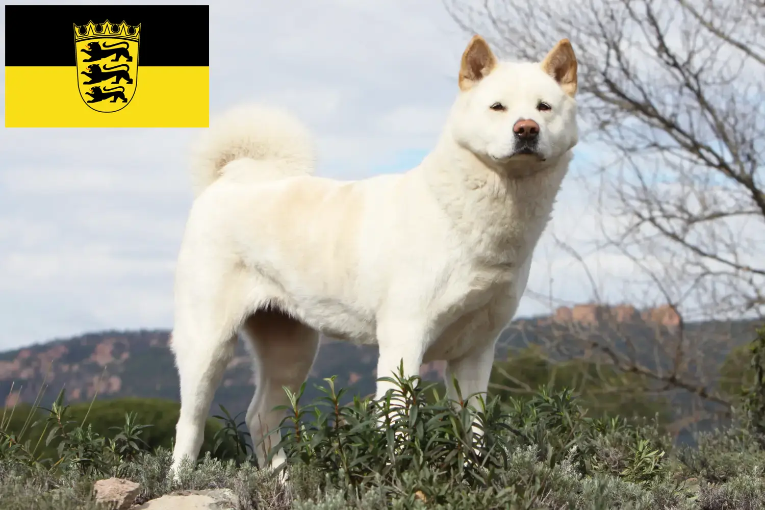 Akita-hvalpe og opdrættere Baden-Württemberg Her kan du finde Akitas-opdrættere i Baden-Württemberg.