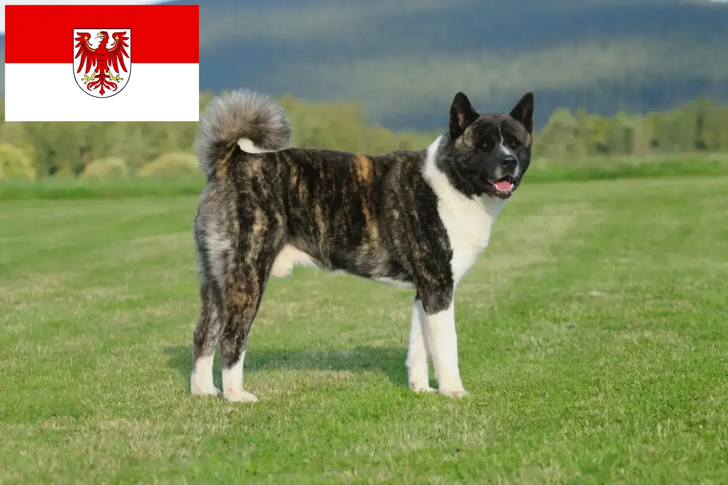 Akita-hvalpe og opdrættere Brandenburg Her kan du finde Akitas-opdrættere i Brandenburg.