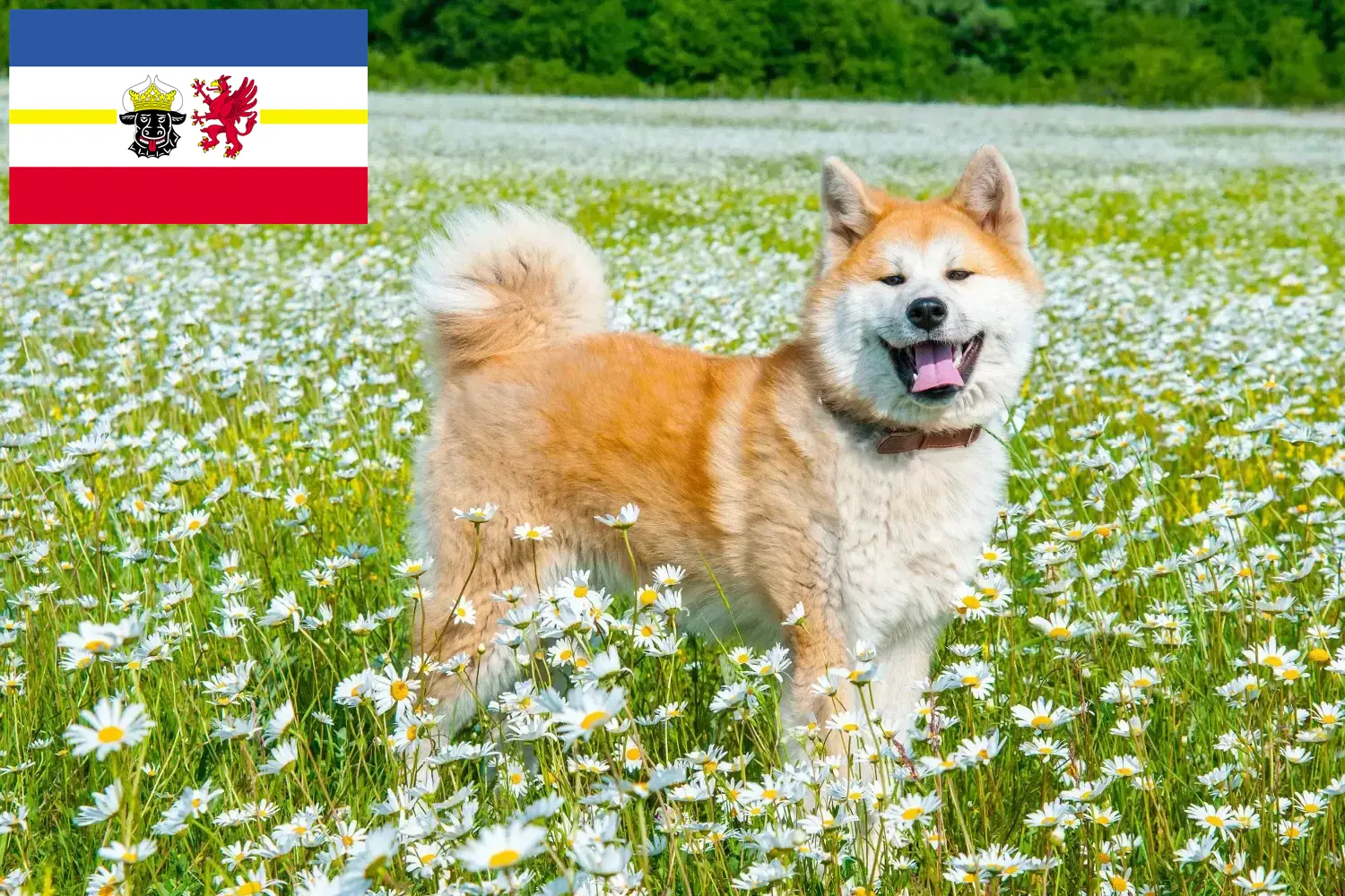 Akita-hvalpe og opdrættere Mecklenburg-Vorpommern Her kan du finde Akitas-opdrættere i Mecklenburg-Vorpommern.