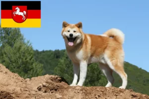 Read more about the article Akita-opdrættere og hvalpe i Niedersachsen