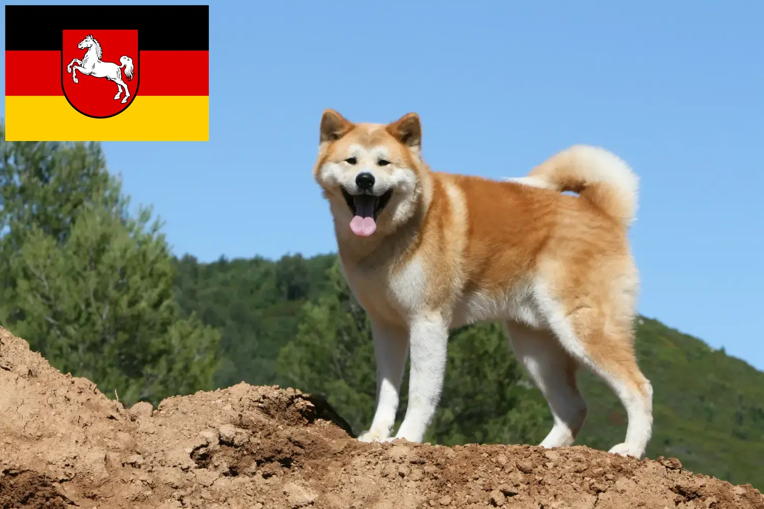 Akita-hvalpe og opdrættere Niedersachsen Her kan du finde Akitas-opdrættere i Niedersachsen.