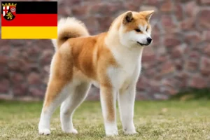 Read more about the article Akita-opdrættere og hvalpe i Rheinland-Pfalz