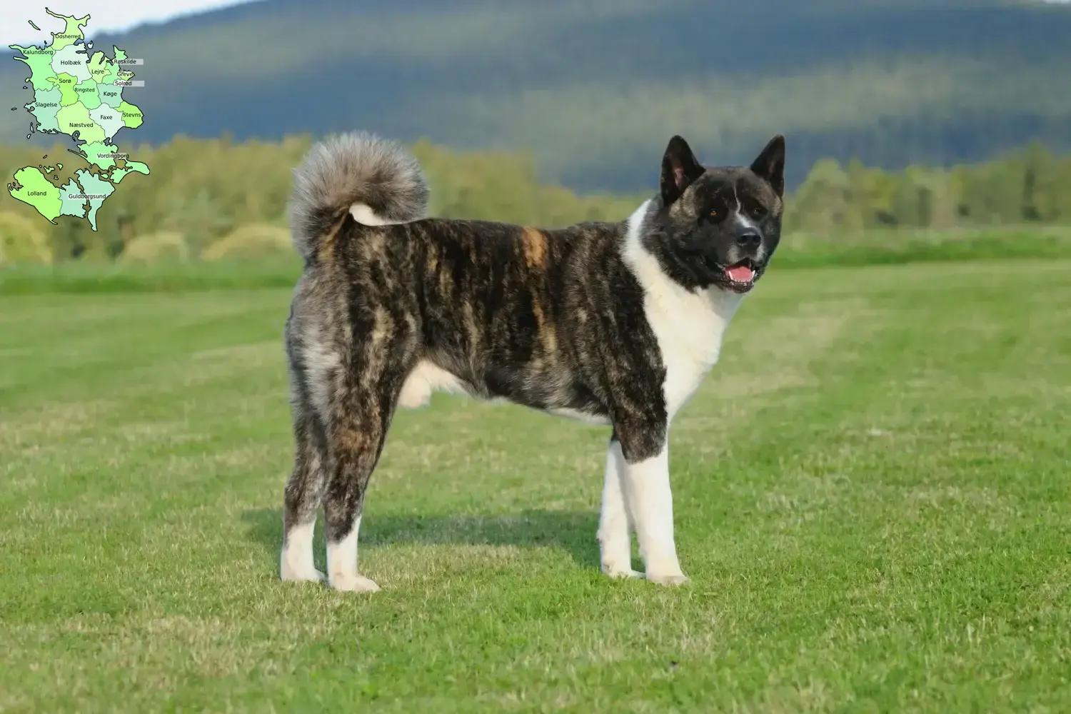 Akita-hvalpe og opdrættere Sjælland Her kan du finde Akitas-opdrættere på Sjælland.