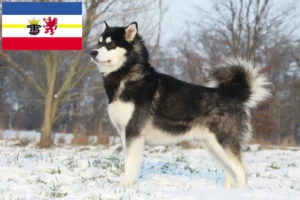 Read more about the article Alaskan Malamute opdrættere og hvalpe i Mecklenburg-Vorpommern