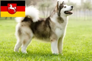 Read more about the article Alaskan Malamute opdrættere og hvalpe i Niedersachsen