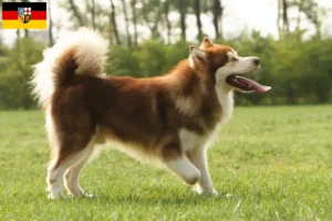 Read more about the article Alaskan Malamute opdrættere og hvalpe i Saarland