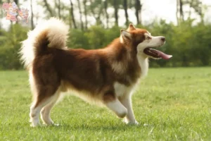 Read more about the article Alaskan Malamute opdrættere og hvalpe i Syddanmark