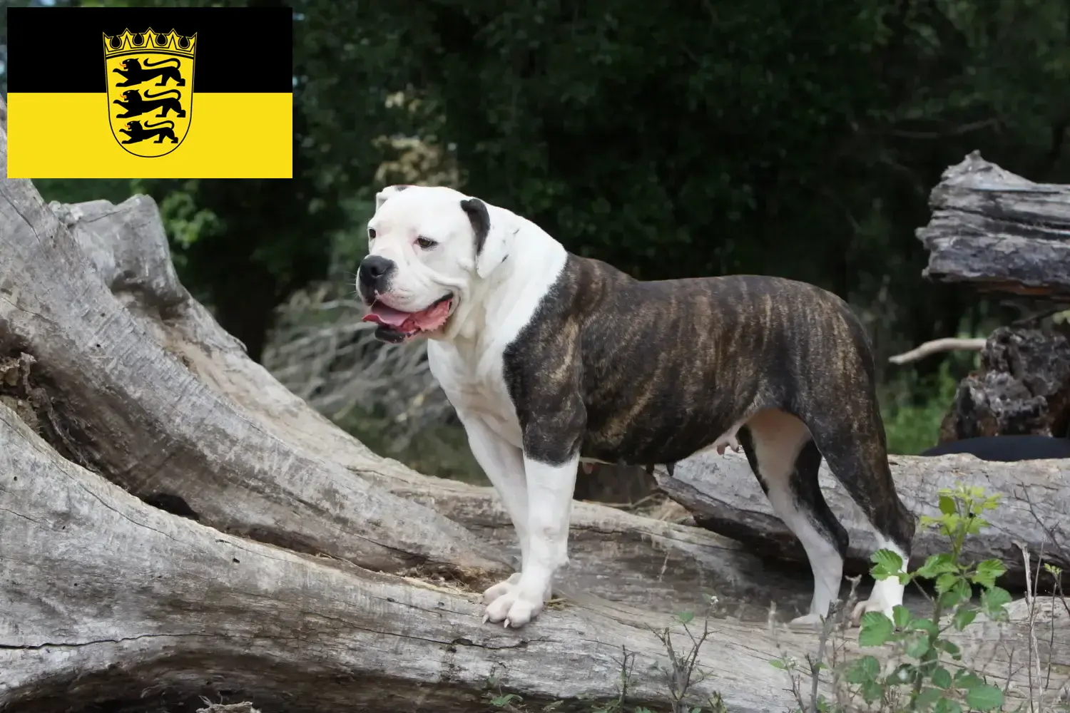 Amerikanske bulldoghvalpe og opdrættere Baden-Württemberg Her kan du finde opdrættere af amerikanske bulldogs i Baden-Württemberg.