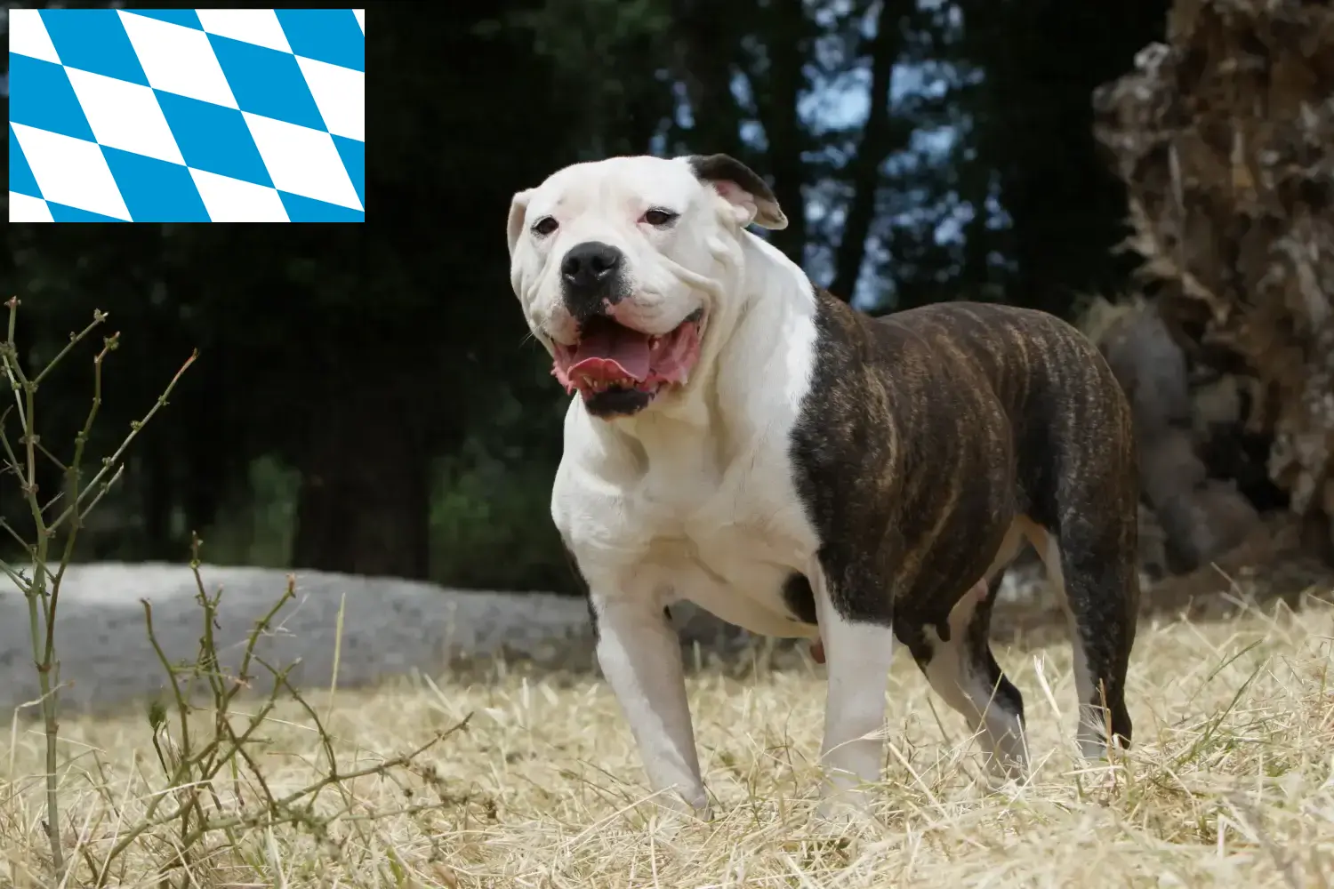 Amerikansk Bulldog hvalpe og opdrættere Bayern Her kan du finde opdrættere af amerikanske bulldogs i Bayern.