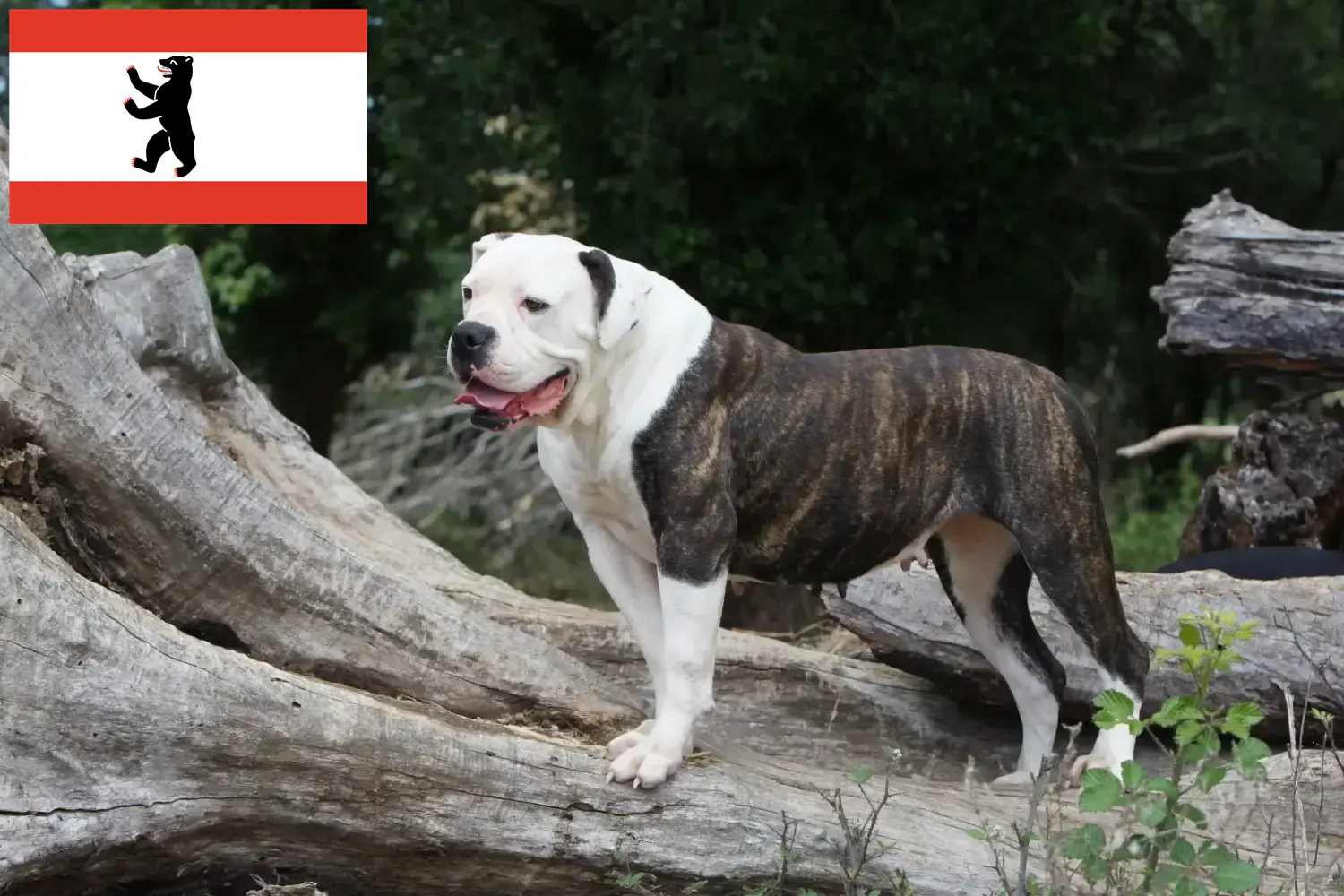 Amerikanske bulldoghvalpe og opdrættere Berlin Her kan du finde opdrættere af amerikanske bulldogs i Berlin.
