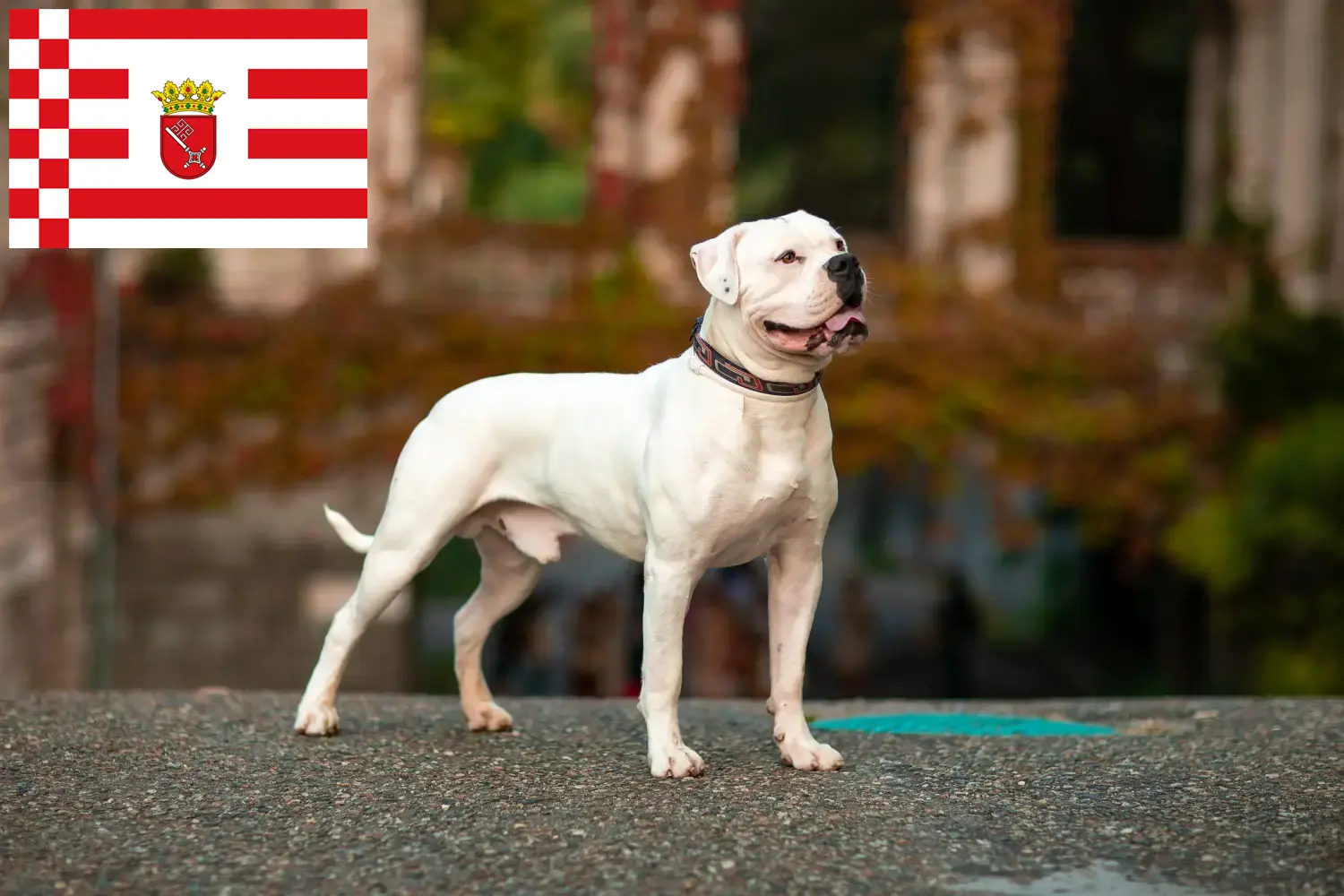 Amerikanske bulldoghvalpe og opdrættere Bremen Her kan du finde opdrættere af amerikanske bulldogs i Bremen.