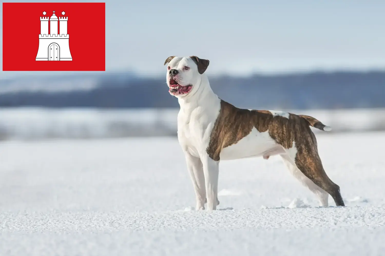 Amerikanske bulldoghvalpe og opdrættere Hamborg Her kan du finde opdrættere af amerikanske bulldogs i Hamborg.