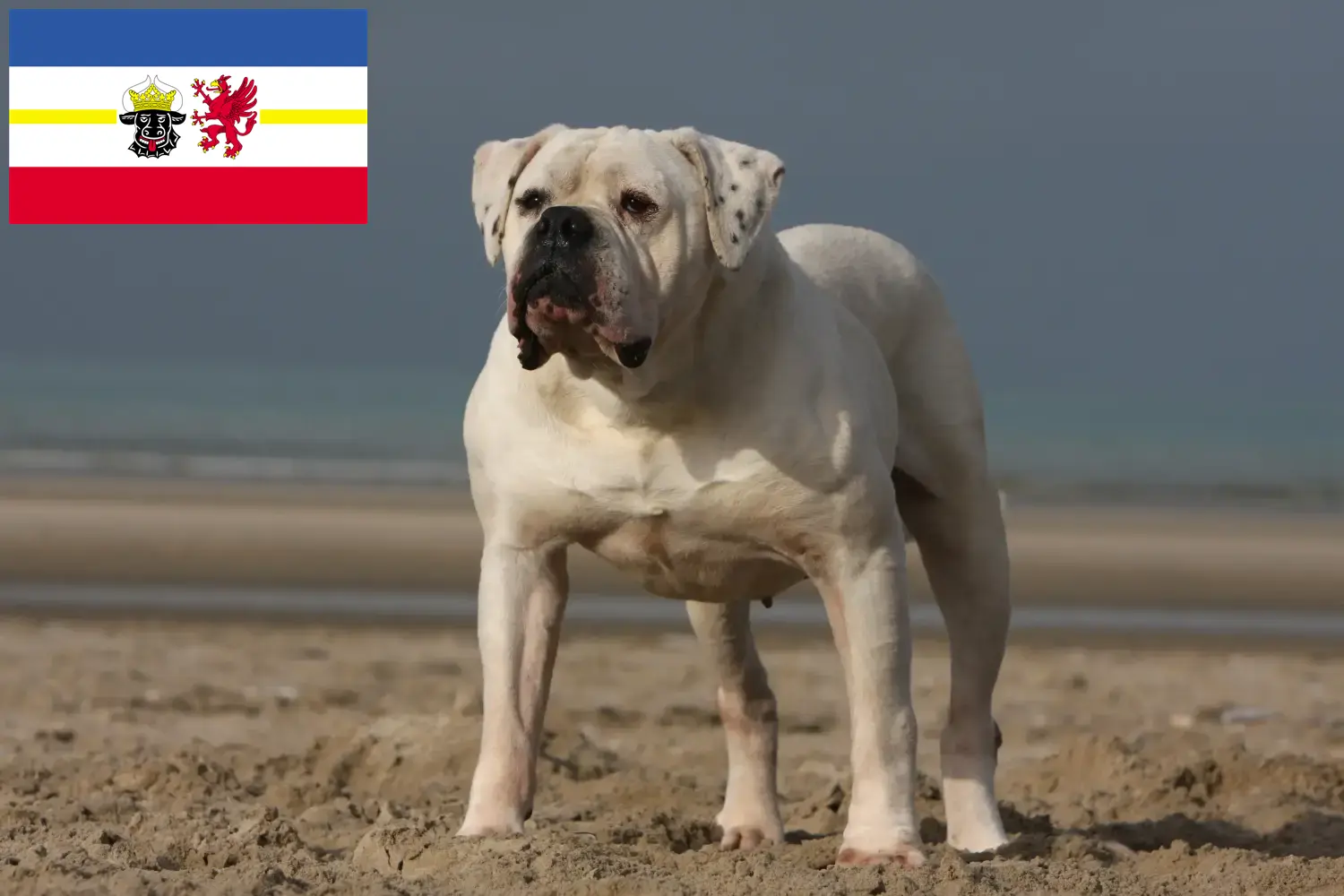 Read more about the article Amerikansk Bulldog opdrættere og hvalpe i Mecklenburg-Vorpommern
