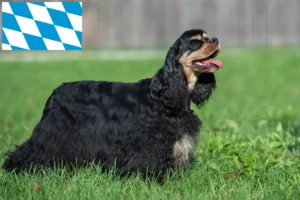 Read more about the article Amerikansk Cocker Spaniel opdrættere og hvalpe i Bayern