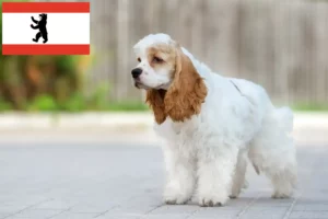 Read more about the article Amerikansk Cocker Spaniel opdrætter og hvalpe i Berlin
