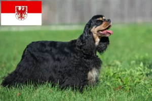 Read more about the article Amerikansk Cocker Spaniel opdrættere og hvalpe i Brandenburg