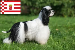 Read more about the article Amerikansk Cocker Spaniel opdrætter og hvalpe i Bremen