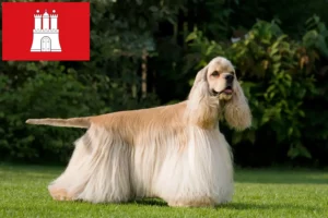 Read more about the article Amerikansk Cocker Spaniel opdrætter og hvalpe i Hamborg