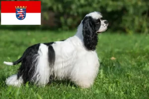 Read more about the article Amerikansk Cocker Spaniel opdrættere og hvalpe i Hessen