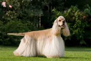 Read more about the article Amerikansk Cocker Spaniel opdrætter og hvalpe i Hovedstaden