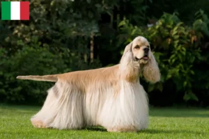 Read more about the article Amerikansk cocker spaniel opdrættere og hvalpe i Italien