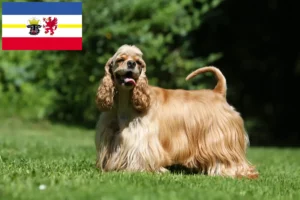 Read more about the article Amerikansk Cocker Spaniel opdrættere og hvalpe i Mecklenburg-Vorpommern