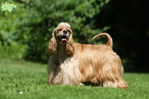 Read more about the article Amerikansk Cocker Spaniel opdrættere og hvalpe i Midtjylland