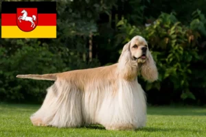 Read more about the article Amerikansk Cocker Spaniel opdrættere og hvalpe i Niedersachsen