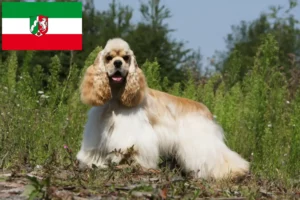 Read more about the article Amerikansk Cocker Spaniel opdrættere og hvalpe i Nordrhein-Westfalen