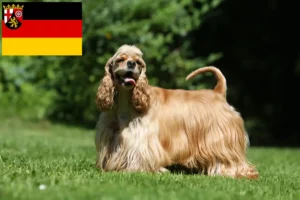Read more about the article Amerikansk Cocker Spaniel opdrættere og hvalpe i Rheinland-Pfalz