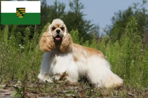 Read more about the article Amerikansk Cocker Spaniel opdrættere og hvalpe i Sachsen